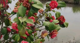 皇马上诉西足协未果，将走法律途径寻求公正